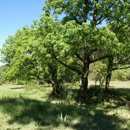 Charming House In The Forest With Private Pool * Draguignan
